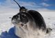 Focile dotate cu antene au ajutat oamenii de ştiinţă să dezlege un mister în Antarctica