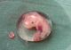 A fost creat primul embrion uman de laborator, fără a se folosi ovule si spermatozoizi
