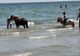 Şi-a spălat caii cu detergent şi spumă în apa mării, lângă plajele de fiţe, la Mamaia
