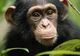 Maimuțele au o abilitate uimitoare: își pot da seama dacă ai sau nu dreptate