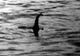 Ce este de fapt monstrul din Loch Ness