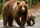 Urșii se apropie tot mai mult de locuințele oamenilor. Unde și-au făcut apariția animalele sălbatice