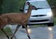  Atenție șoferi! Accidente provocate de căprioare