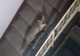 FOTO Un musafir nepoftit a adormit pe scările blocului. Reacția locatarilor