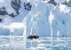 Temperatură record în Antarctica: Peste 20 grade Celsius