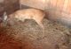 Dâmbovițean, acuzat de braconaj cinegetic după ce a crescut un pui de căprior