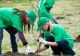 De săptămâna viitoare începe o amplă campanie de plantare arbori în localitățile din vecinătatea Sucevei