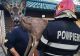 VIDEO SALVARE spectaculoasă. Un pui de căprioară rănit, eliberat de pompierii din Argeș 