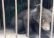 Ursuleți abandonați de mamă, găsiți de APM Covasna într-un copac din Zăbala