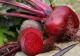 Ce se întâmplă în corpul tău dacă mănânci zilnic 100 g de sfeclă roşie