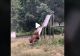 VIDEO - Imagini haioase cu urși care se dau în tobogan exact ca niște copii