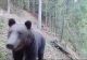 VIDEO/ Ursul care se vrea vedetă TV. Imagini incredibile surprinse în Parcul Național Călimani