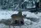 VIDEO Imagini spectaculoase cu cerbi "unicorni", în pădurile din Banat