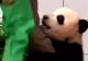 VIDEO/ Un filmuleț cu un pui panda gigant, care se agață de piciorul îngrijitorului său, a devenit viral pe internet