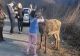 VIDEO O căprioară - VEDETĂ pe Valea Arieșului. Cum așteaptă turiștii