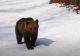 VIDEO/ ALERTĂ de urs în județul Harghita! 8 urși îndepărtați de către jandarmi
