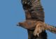 FOTO Imagini de excepție, acvilă surprinsă cu prada în gheare, deasupra Iașiului