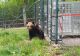 Ursoaică de la grădina zoologică Rădăuți, ELIBERATĂ după 38 de ani de captivitate