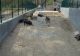 Focar de pestă porcină africană la Grădina Zoologică din Craiova. Câte animale vor fi eutanasiate