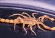 PANICĂ într-un supermarket: o femeie a fost mușcată de un SCORPION