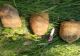 FOTO A plecat la cules de ciuperci, dar a făcut o descoperire UIMITOARE, într-o pădure din Satu Mare