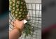 VIDEO – Ce înseamnă când vezi pe cineva că are un ananas pus invers în coșul de cumpăraturi. Mesajul pe care vrea să-l transmită despre viață să intimă
