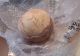 Captură INEDITĂ în vamă: ou de dinozaur, confiscat pe un aeroport din Italia. De unde provenea VIDEO
