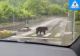 VIDEO | Un urs civilizat. A traversat strada pe la trecerea de pietoni