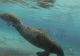 VIDEO | Uriașii oceanelor, în pericol. Mor de foame din cauza poluării