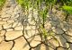 Secetă în România | Prăpăd de la o zi la alta: Peste 330.000 de hectare afectate
