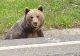ALERTĂ de urs la Băile Tușnad, în zona unui hotel frecventat de turiști! A fost emis Ro-Alert