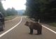 Urs accidentat MORTAL în Prahova: Animalul a fost ridicat de reprezentanţii Gărzii de Mediu