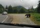 ALERTĂ de urs pe Transfăgărășan! Animalul sălbatic a fost surprins în apropierea mașinilor - Galerie FOTO