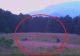 VIDEO | Întâlnire de gradul zero în pădure. Cele mai puternice animale s-au întâlnit în Caraș Severin