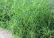 Plantă-minune care poate salva terenurile degradate, cultivată în Buzău. Din ce țară provine și cât de gustoasă este