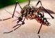PRIMUL caz de infectare cu West Nile, în România. Virusul, transmis de țânțari, poate fi mortal