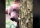 VIDEO - Imagini virale cu "atacul" unui urs - A apărut din spatele unui pom și l-a surprins pe un turist