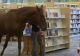 Angajații unei biblioteci au adoptat un cal. Ce spune conducerea despre inițiativă