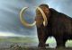 O specie de mamut dispărută acum 4.000 de ani ar putea fi readusă la viață. Cât costă întregul experiment și când ar putea fi pus în practică