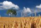 România, pe primul loc pe piața din Egipt, după ce întrece Rusia - Cantități record de grâu vândute în 2021