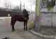 Cal abandonat pe străzile din Bârlad, salvat de polițiști și de jurnaliști