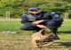SPAIMA INFRACTORILOR! IGOR, noul partener canin al jandarmilor 