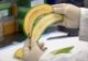 Descoperire uimitoare a cercetătorilor! Aceste banane ar putea salva viețile a sute de mii de copii 