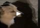 VIDEO – Din botul câinelui se auzea un zumzăit puternic și ciudat – Stăpânul animalului s-a speriat și a filmat totul – Deznodământ neașteptat