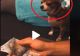 VIDEO – Reacția genială a unui cățel atunci când vede banii stăpânului