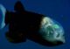 Creatura bizară din adâncurile Oceanului Pacific - peștele cu capul transparent, văzut prima dată în ultimii 20 de ani - VIDEO