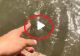VIDEO – A observat un pește pe fundul apei și a vrut să le arate și prietenilor. Ce a urmat întrece orice imaginație