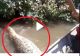 VIDEO – Mergeau cu barca pe râu când a apărut un monstru uriaș – Puțin a lipsit până la o tragedie