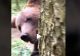 VIDEO - Imagini virale cu "atacul" unui urs - A apărut din spatele unui pom și l-a surprins pe un turist