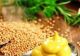 Cum să faci cel mai delicios muștar de casă, nu-l mai cumpăra! Ingredientul-minune de care nu știai